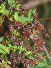 Attēlu rezultāti vaicājumam “Hypericum perforatum fruit”