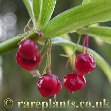 Attēlu rezultāti vaicājumam “Polygonatum verticillatum fruit”