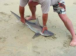 Image result for Carcharhinus plumbeus