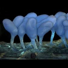 Attēlu rezultāti vaicājumam “Arcyria stipata”