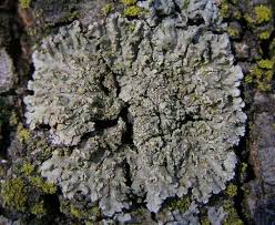 Attēlu rezultāti vaicājumam “Physconia enteroxantha”