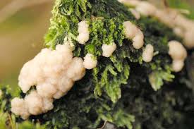 Attēlu rezultāti vaicājumam “Physarum contextum”