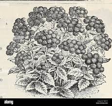 Image result for Adlumia cirrhosa