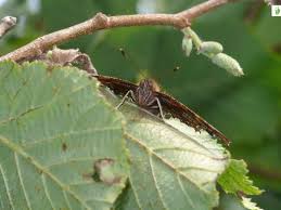 Attēlu rezultāti vaicājumam “Polygonia c-album upperside”