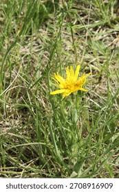 Attēlu rezultāti vaicājumam “Tragopogon pratensis subsp. pratensis bud”