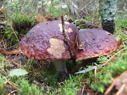 Attēlu rezultāti vaicājumam “Boletus pinophilus”