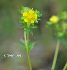 Attēlu rezultāti vaicājumam “Potentilla norvegica flower”