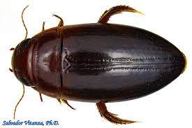 Attēlu rezultāti vaicājumam “Dytiscidae”