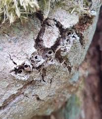 Attēlu rezultāti vaicājumam “Andricus quercuscorticis”