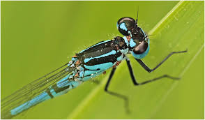 Attēlu rezultāti vaicājumam “Coenagrion pulchellum male”