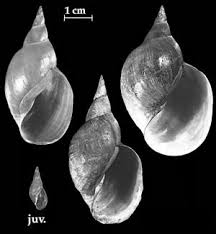 Attēlu rezultāti vaicājumam “Lymnaea stagnalis”