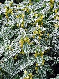 Attēlu rezultāti vaicājumam “Lamiastrum galeobdolon bud”