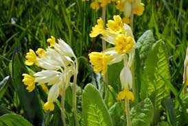 Attēlu rezultāti vaicājumam “Primula veris”