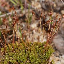 Attēlu rezultāti vaicājumam “Ceratodon purpureus sporophyte”