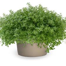 Attēlu rezultāti vaicājumam “Thymus pulegioides fruit”