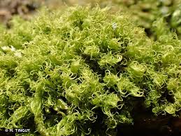 Attēlu rezultāti vaicājumam “Dicranum montanum”