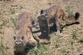 Image result for Craigmount Cougars