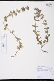 Attēlu rezultāti vaicājumam “Clinopodium vulgare leaf”