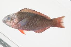 Image result for Scarus rubroviolaceus