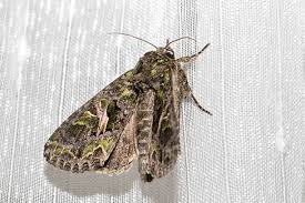 Attēlu rezultāti vaicājumam “Trachea atriplicis”