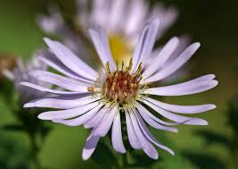 Attēlu rezultāti vaicājumam “Symphyotrichum x salignum leaf”