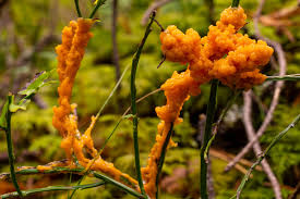 Attēlu rezultāti vaicājumam “Physarum rubiginosum macro”