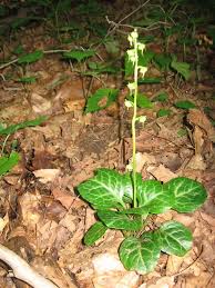 Attēlu rezultāti vaicājumam “Pyrola rotundifolia”