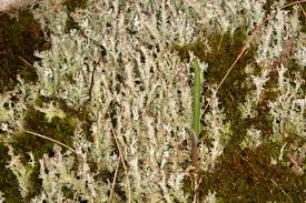 Attēlu rezultāti vaicājumam “Cladonia squamosa”