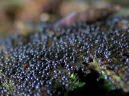 Attēlu rezultāti vaicājumam “Cribraria argillacea”