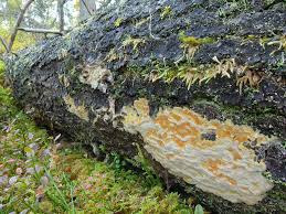 Attēlu rezultāti vaicājumam “Skeletocutis odora”