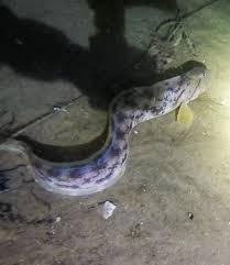 Image result for Zoarces americanus