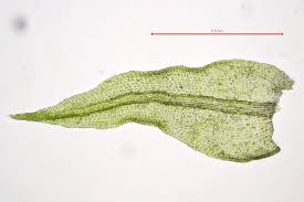 Attēlu rezultāti vaicājumam “Anomodon longifolius”