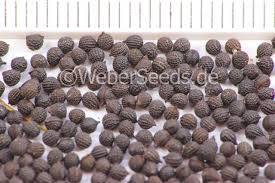 Attēlu rezultāti vaicājumam “Papaver argemone fruit”