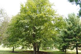 Attēlu rezultāti vaicājumam “Betula alleghaniensis”