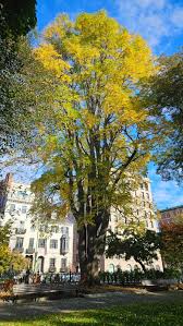 Attēlu rezultāti vaicājumam “Gymnocladus dioicus”