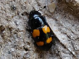 Attēlu rezultāti vaicājumam “Glischrochilus grandis”