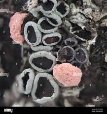 Attēlu rezultāti vaicājumam “Illosporiopsis christiansenii”