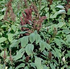 Attēlu rezultāti vaicājumam “Amaranthus retroflexus leaf”