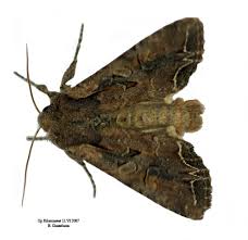 Attēlu rezultāti vaicājumam “Lacanobia suasa”