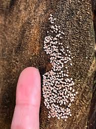 Attēlu rezultāti vaicājumam “Diachea muscorum”