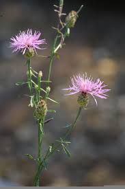 Attēlu rezultāti vaicājumam “Centaurea stoebe”
