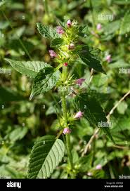 Attēlu rezultāti vaicājumam “Galeopsis tetrahit leaf”