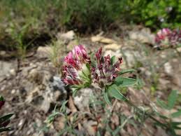 Image result for Anthyllis vulneraria rubra