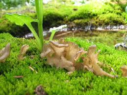 Attēlu rezultāti vaicājumam “Reticularia lobata”