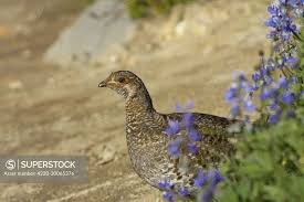 Attēlu rezultāti vaicājumam “Lagopus lagopus female”