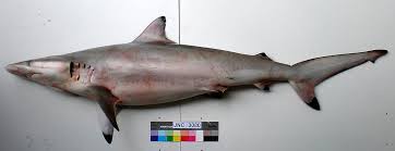 Image result for Carcharhinus acronotus