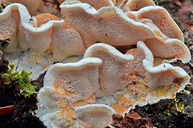 Attēlu rezultāti vaicājumam “Skeletocutis amorpha”