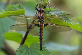 Attēlu rezultāti vaicājumam “Epitheca bimaculata”