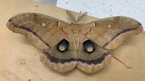 Attēlu rezultāti vaicājumam “Eupithecia venosata”