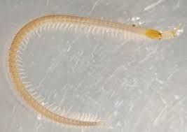 Attēlu rezultāti vaicājumam “Geophilidae”